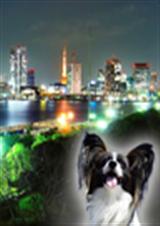 都市兽医奇遇记 都市兽医奇遇记